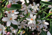 
                  
                    Eriostemon 'White Star'
                  
                