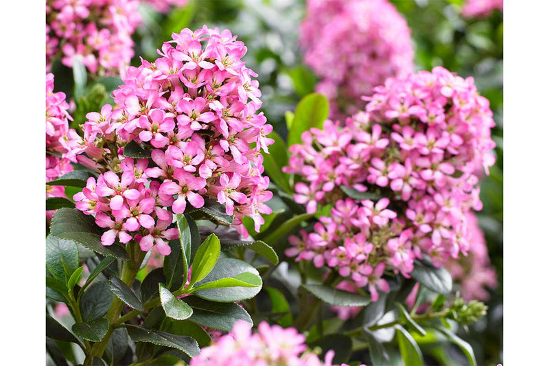 Escallonia 'Pink Elle'®