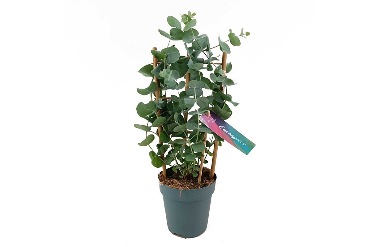 Eucalyptus cinerea (silver dollar) 12cm