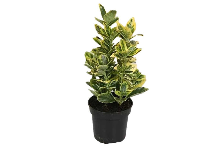 Euonymus 'Ovatus Aureus' 19cm