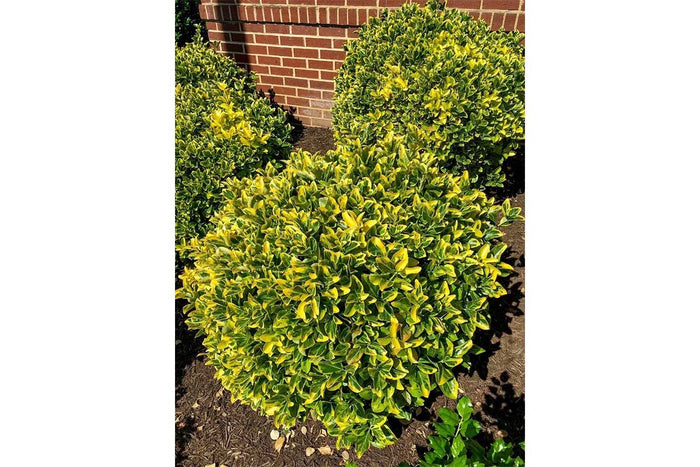 Euonymus 'Ovatus Aureus'