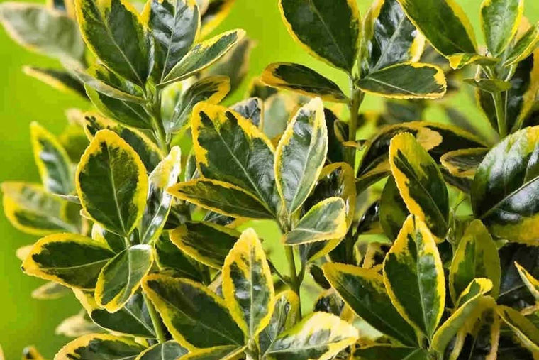 Euonymus 'Ovatus Aureus'