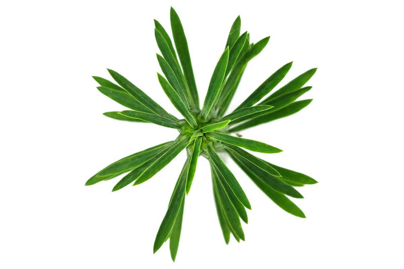Euphorbia loricata 12cm