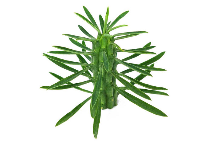 Euphorbia loricata 12cm