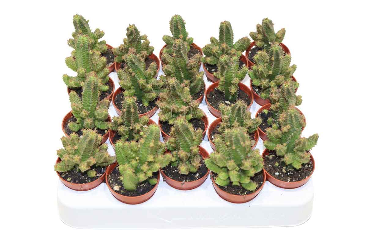 Euphorbia lugardiae 5.5cm