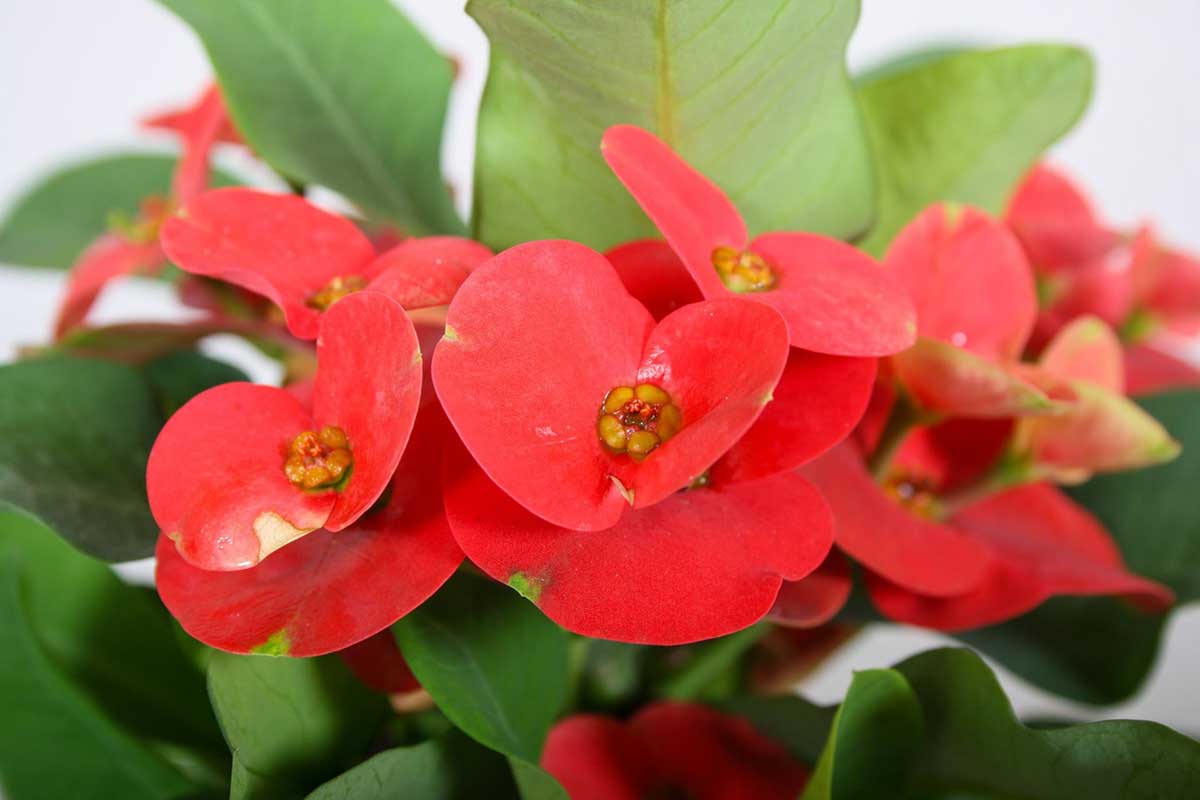 Euphorbia () Euphorbia