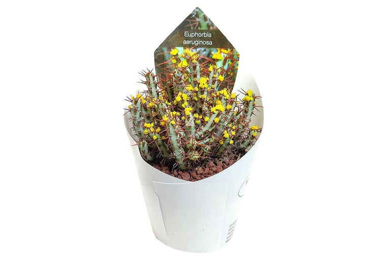 Euphorbia aeruginosa 10.5cm