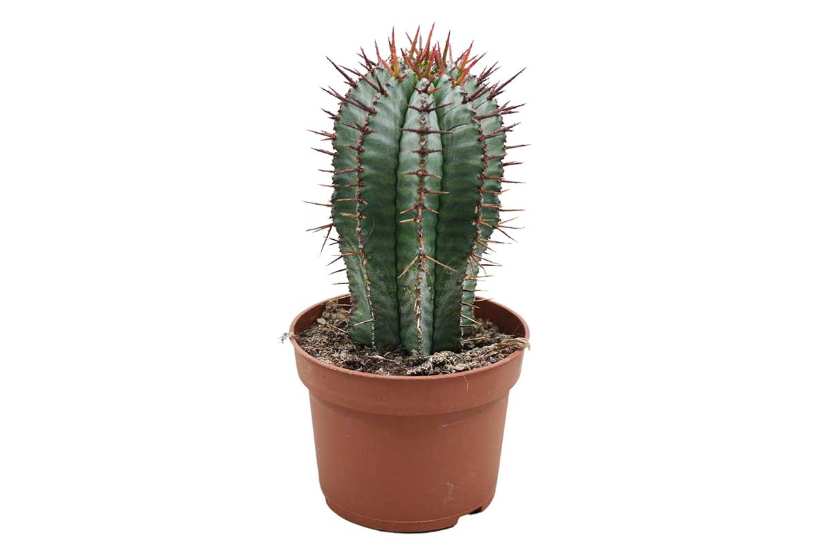 Euphorbia horrida 10.5cm