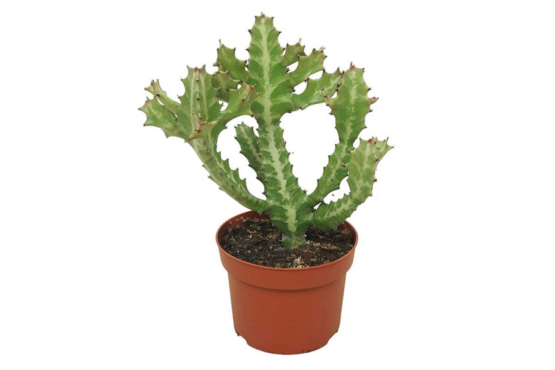 Euphorbia lactea 13cm