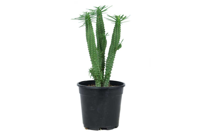 Euphorbia loricata 17cm