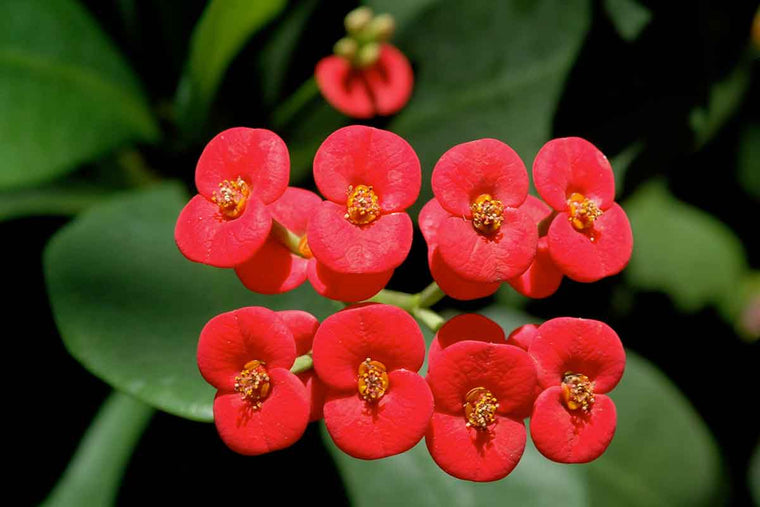 Euphorbia milii red