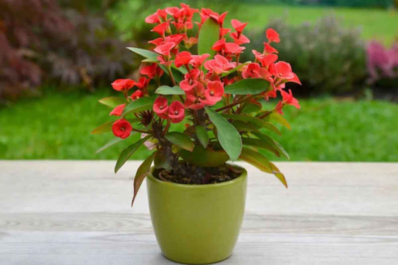 Euphorbia milii red