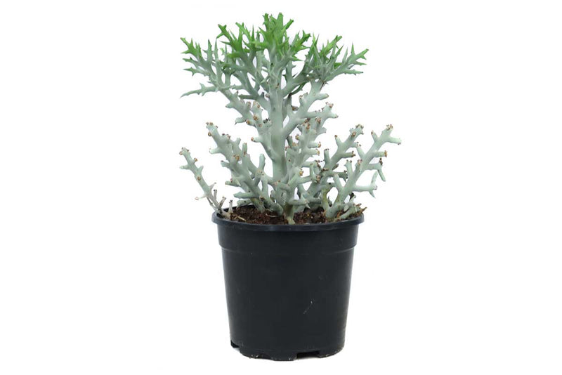Euphorbia stenoclada 17cm