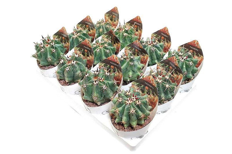 Ferocactus horridus 6.5cm