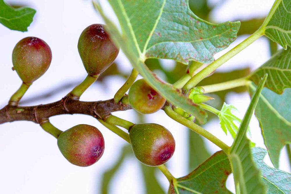 
                  
                    Ficus 'Little Miss Figgy'®
                  
                