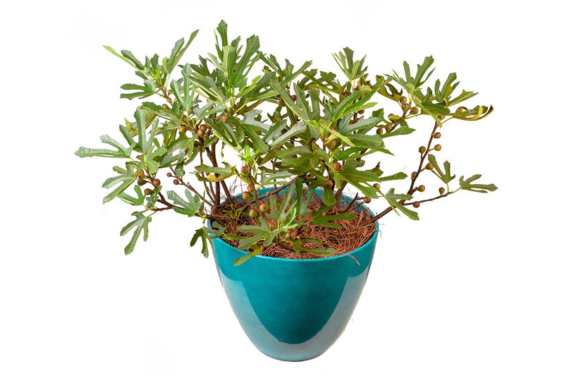 Ficus 'Little Miss Figgy'®