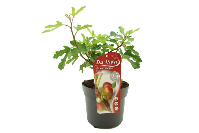 Ficus 'Little Miss Figgy'® 19cm