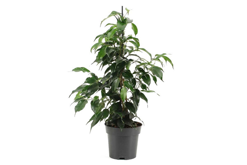 Ficus 'Danielle' 14cm
