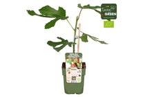 
                  
                    Ficus 'Little Miss Figgy'® 15cm
                  
                