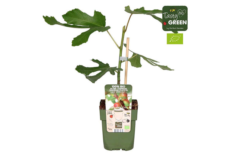 Ficus 'Little Miss Figgy'® 15cm