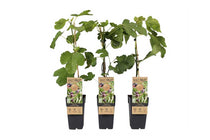 
                  
                    Ficus 'Little Miss Figgy'® 15cm
                  
                