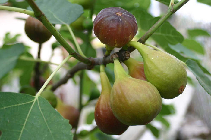 Ficus carica 'Precoce de Dalmatie' 