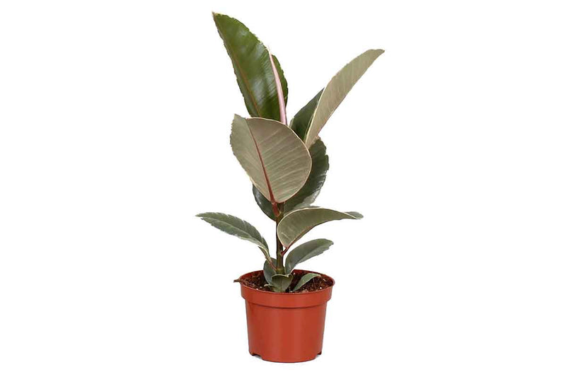 Ficus 'Tineke' 12cm