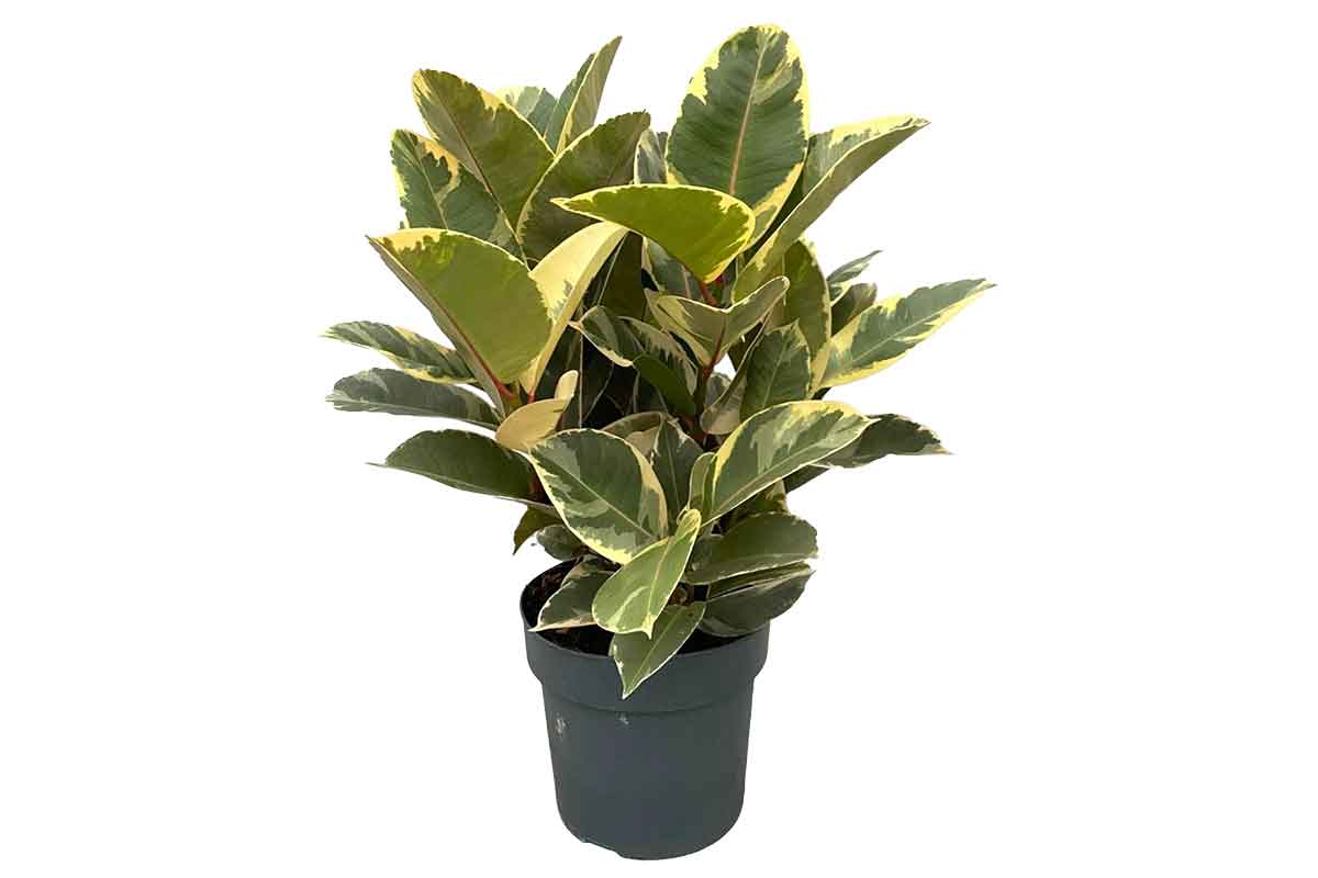 Ficus 'Tineke' 21cm