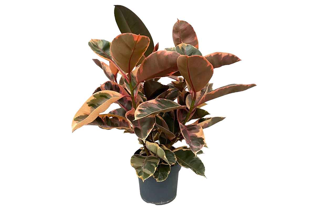 Ficus elastica 'Belize' 21cm