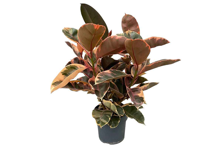 Ficus 'Belize' 21cm