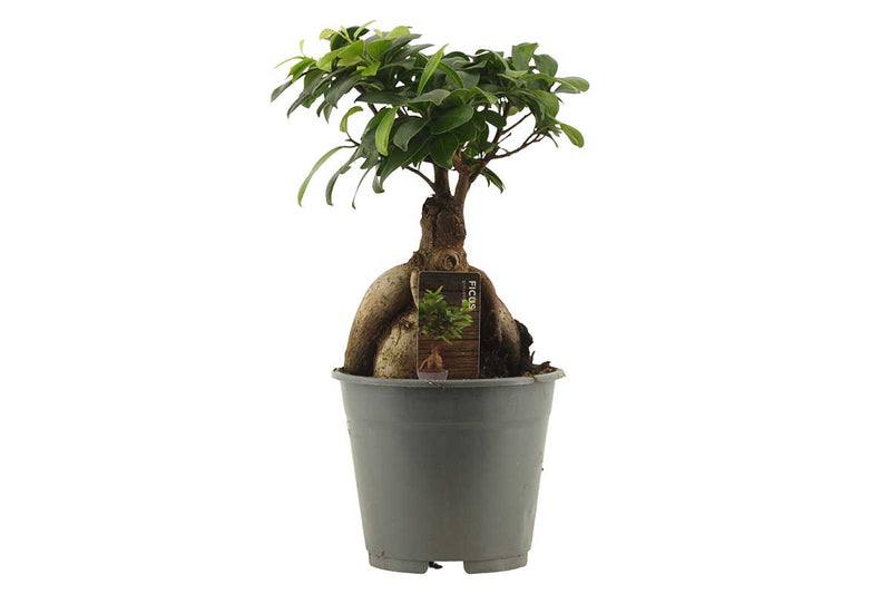 Ficus microcarpa ginseng 14cm