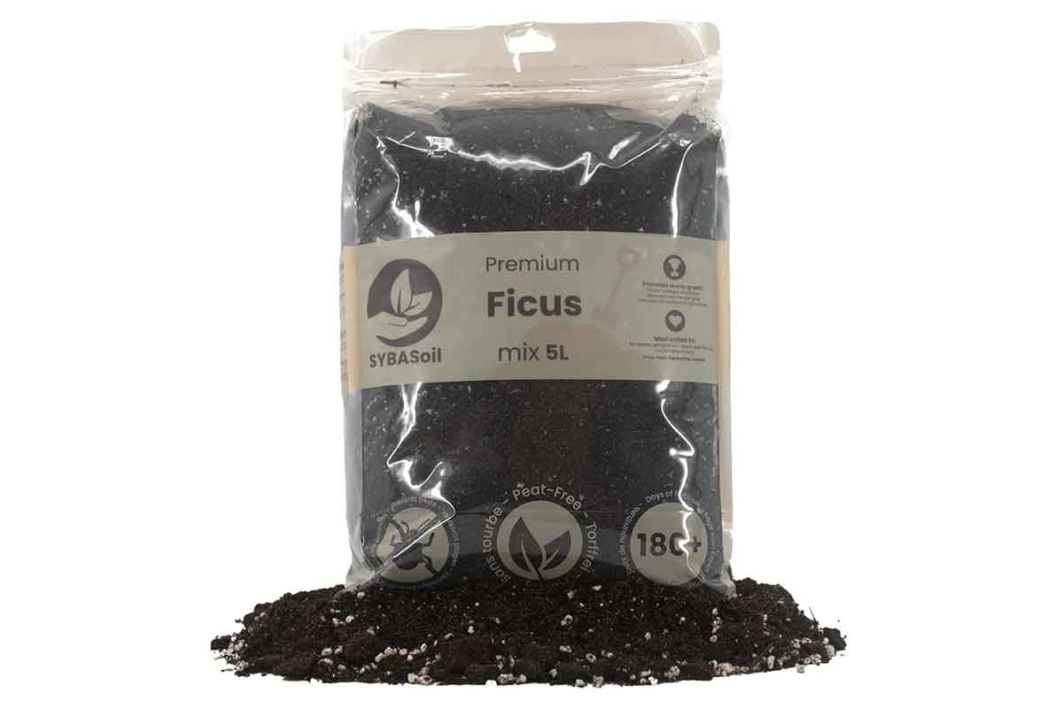 Ficus Premium Mix