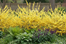 
                  
                    Forsythia Maree d’Or®
                  
                