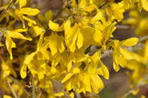 
                  
                    Forsythia Maree d’Or®
                  
                
