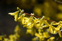 
                  
                    Forsythia Maree d’Or®
                  
                