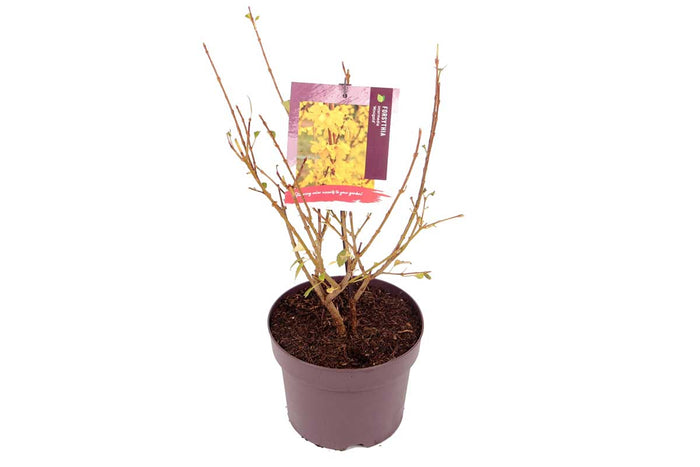 Forsythia 'Minigold'®