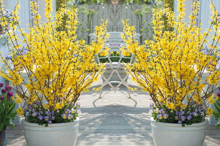 Forsythia 'Minigold'®