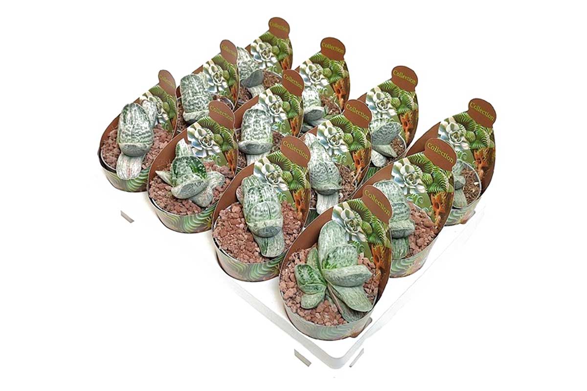 Gasteria 'Sakura Fuji' 6.5cm