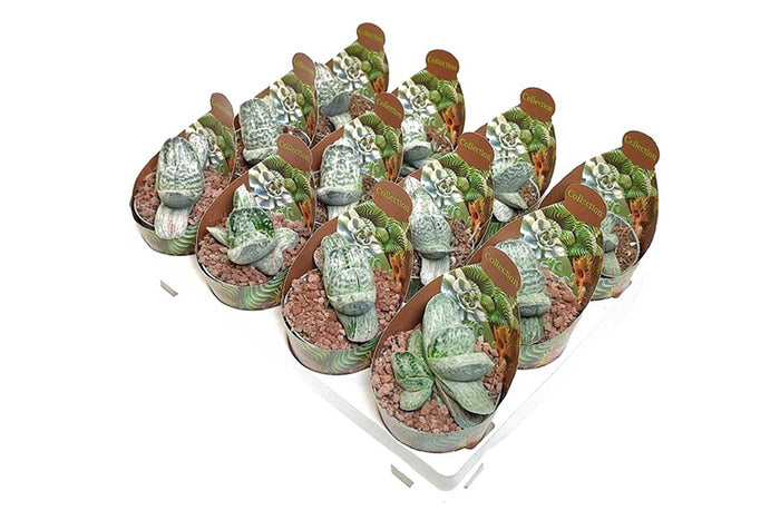 Gasteria 'Sakura Fuji' 6.5cm