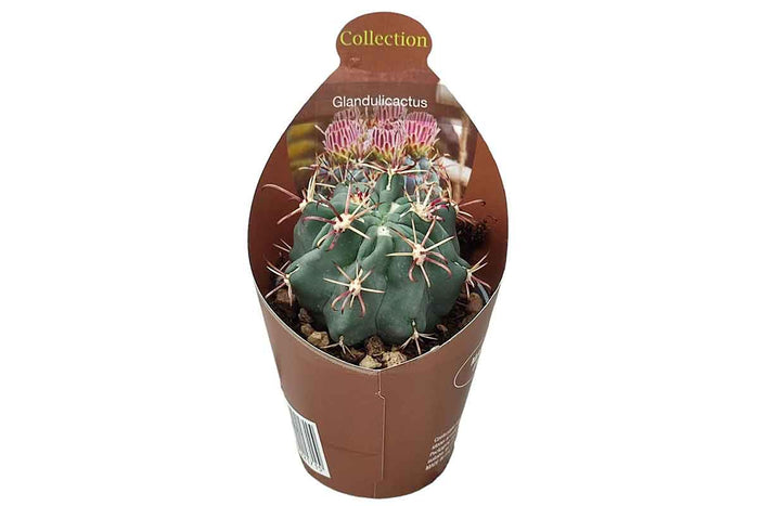 Glandulicactus mathssonii 6.5cm