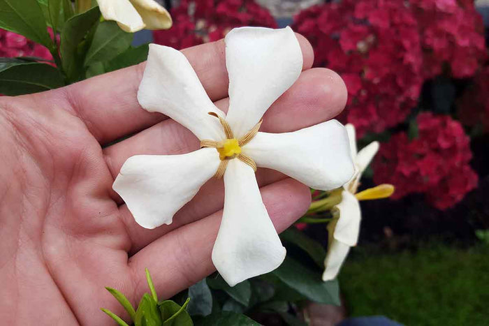 Gardenia 'Pinwheel®'