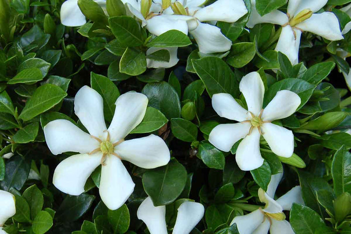 Gardenia 'Pinwheel®'