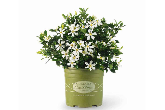 Gardenia 'Pinwheel®'