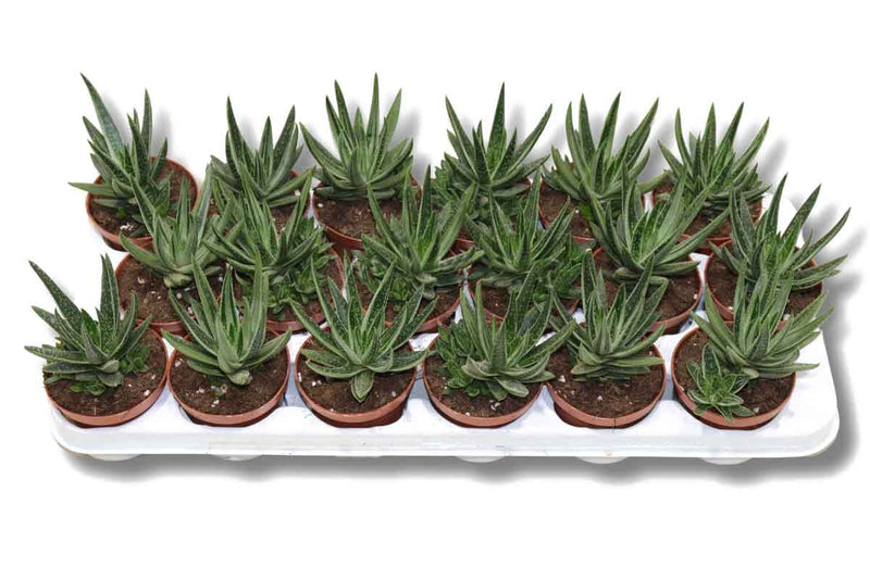 Gasteraloe 'Aveo' 8.5cm