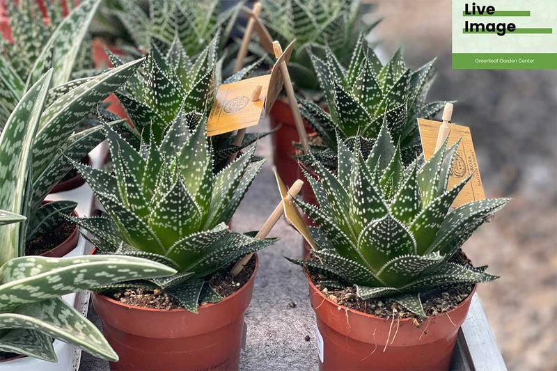 Gasteria aurora® 10.5cm