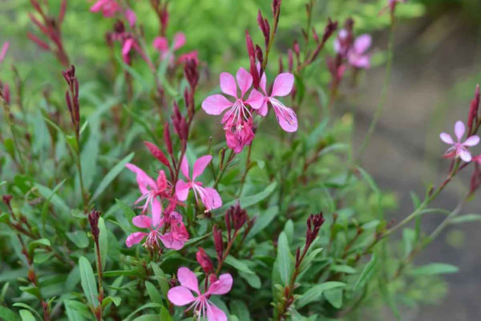 Gaura Belleza® 'Compact Pink' 19cm