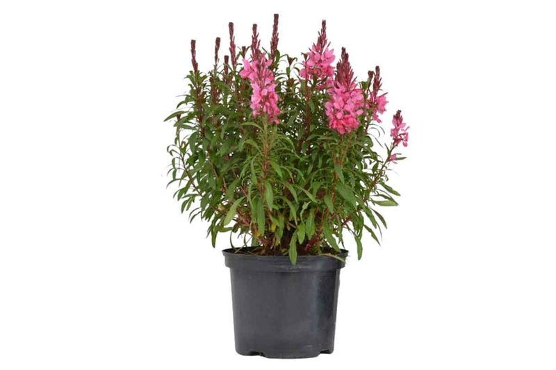 Gaura Belleza® 'Compact Pink' 19cm