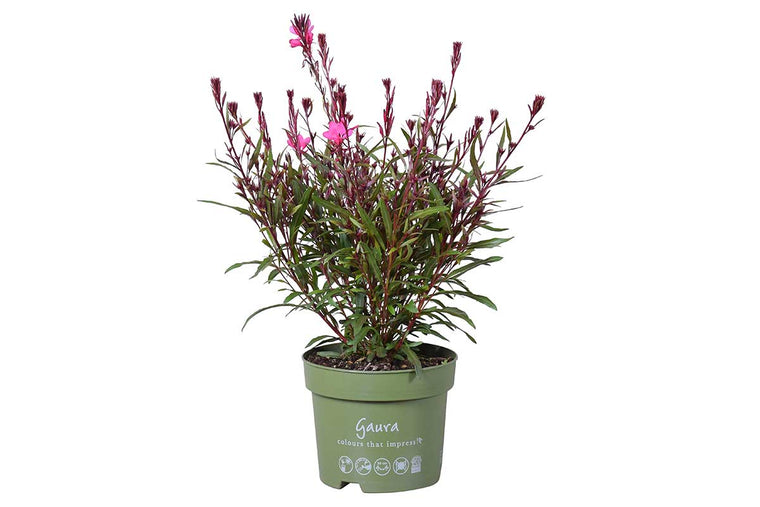 Gaura Belleza® 'Dark Pink' 19cm