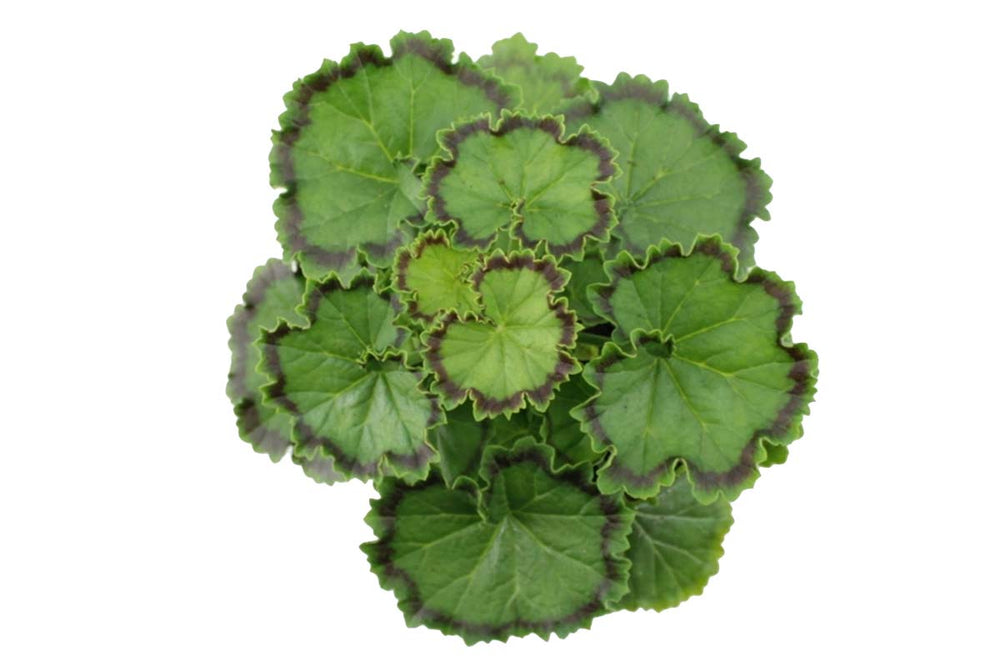 
                  
                    Pelargonium 'Distinction'
                  
                