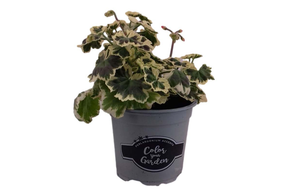 
                  
                    Pelargonium 'Frank Headley'
                  
                